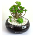 Mini plantas suculentas bonsai vivas